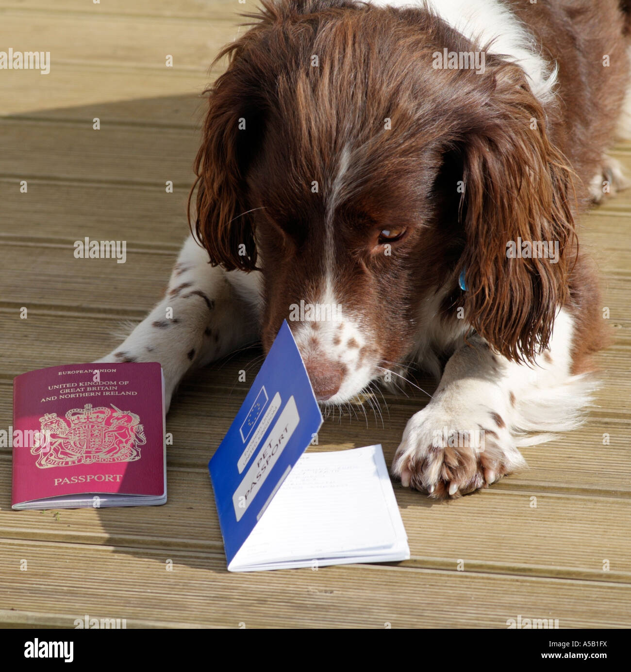 How To Get A Pet Passport For A Field Spaniel In Ireland