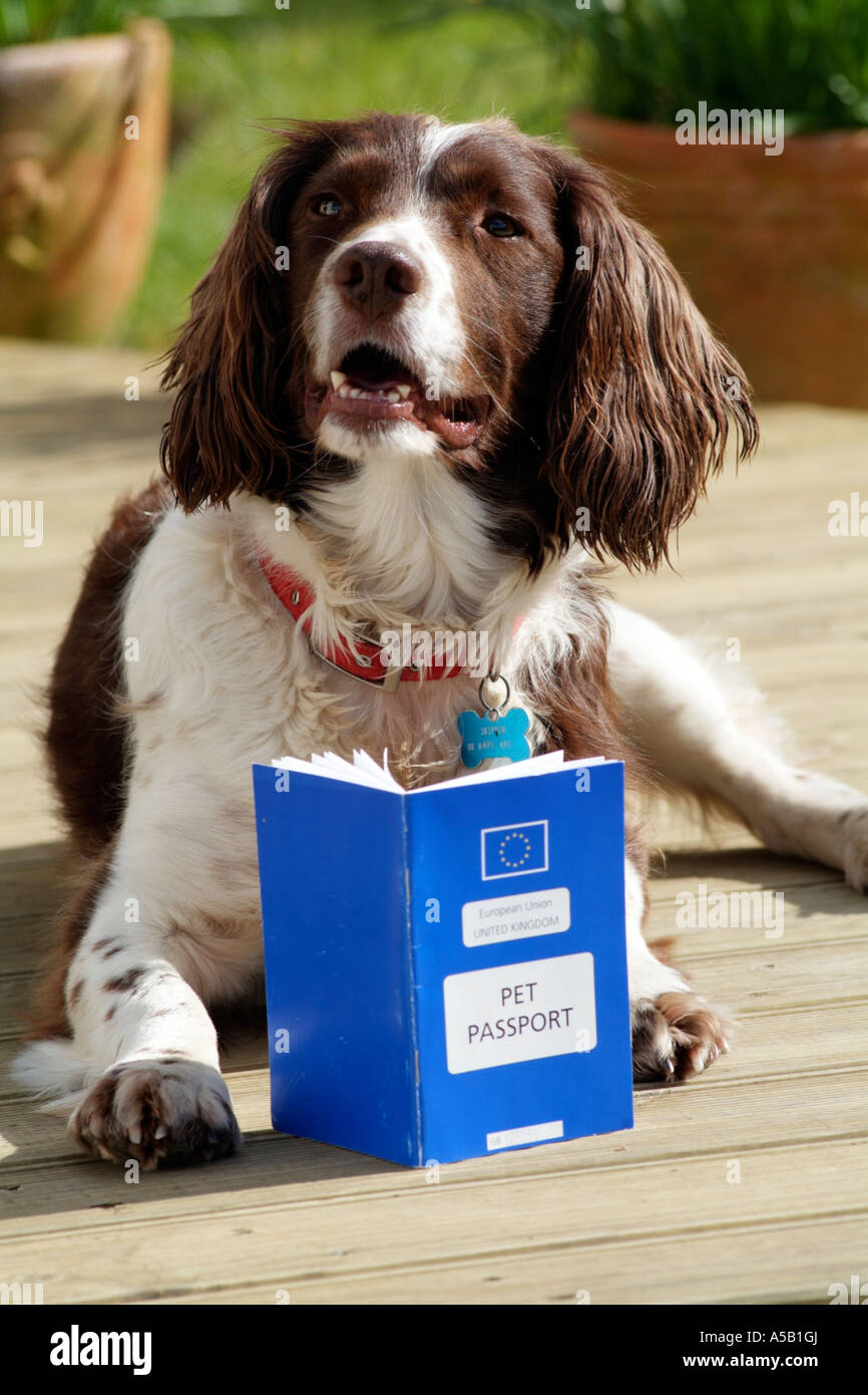 Pet Passport Springer Spaniel dog with European blue passport document. Stock Photo