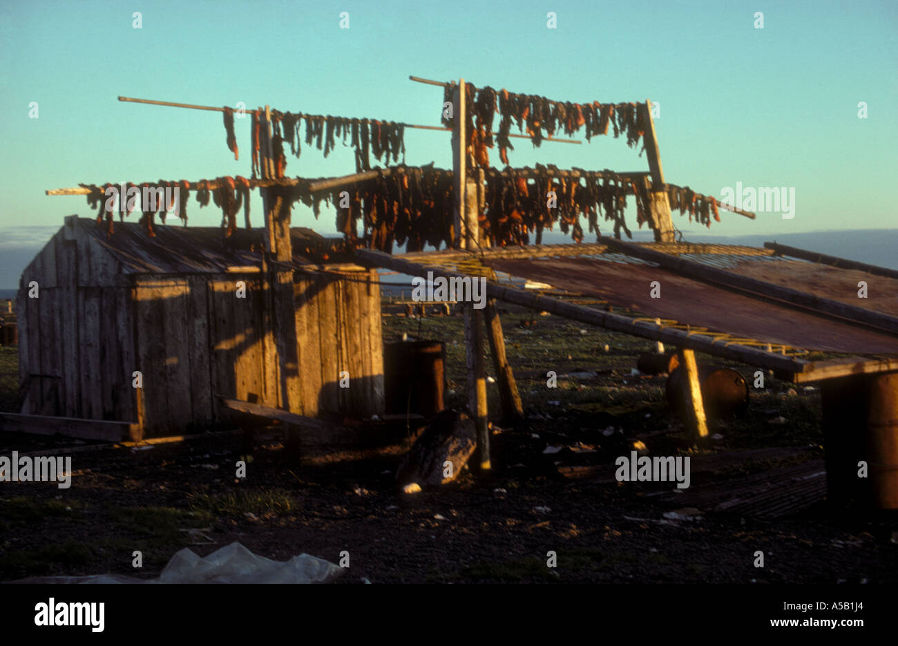Racks with seamammal meat drying, Siberian Yupik eskimo town Gambell, Saint Lawrence Island, Bering sea, Alaska Stock Photo