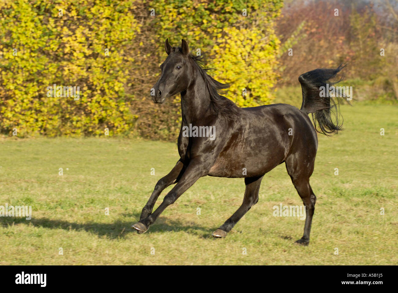 Galloping pure bred Arab mare Stock Photo