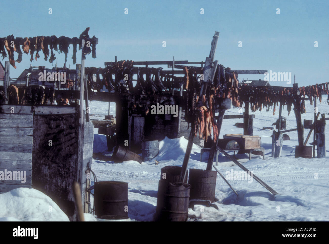 Racks with seamammal meat drying, Siberian Yupik eskimo town Gambell
