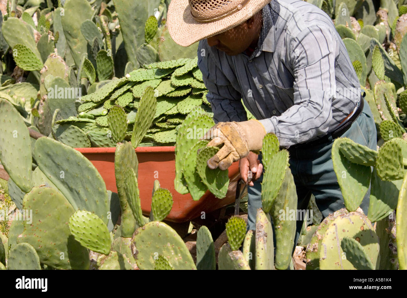 Cactus farming hi-res stock photography and images - Alamy