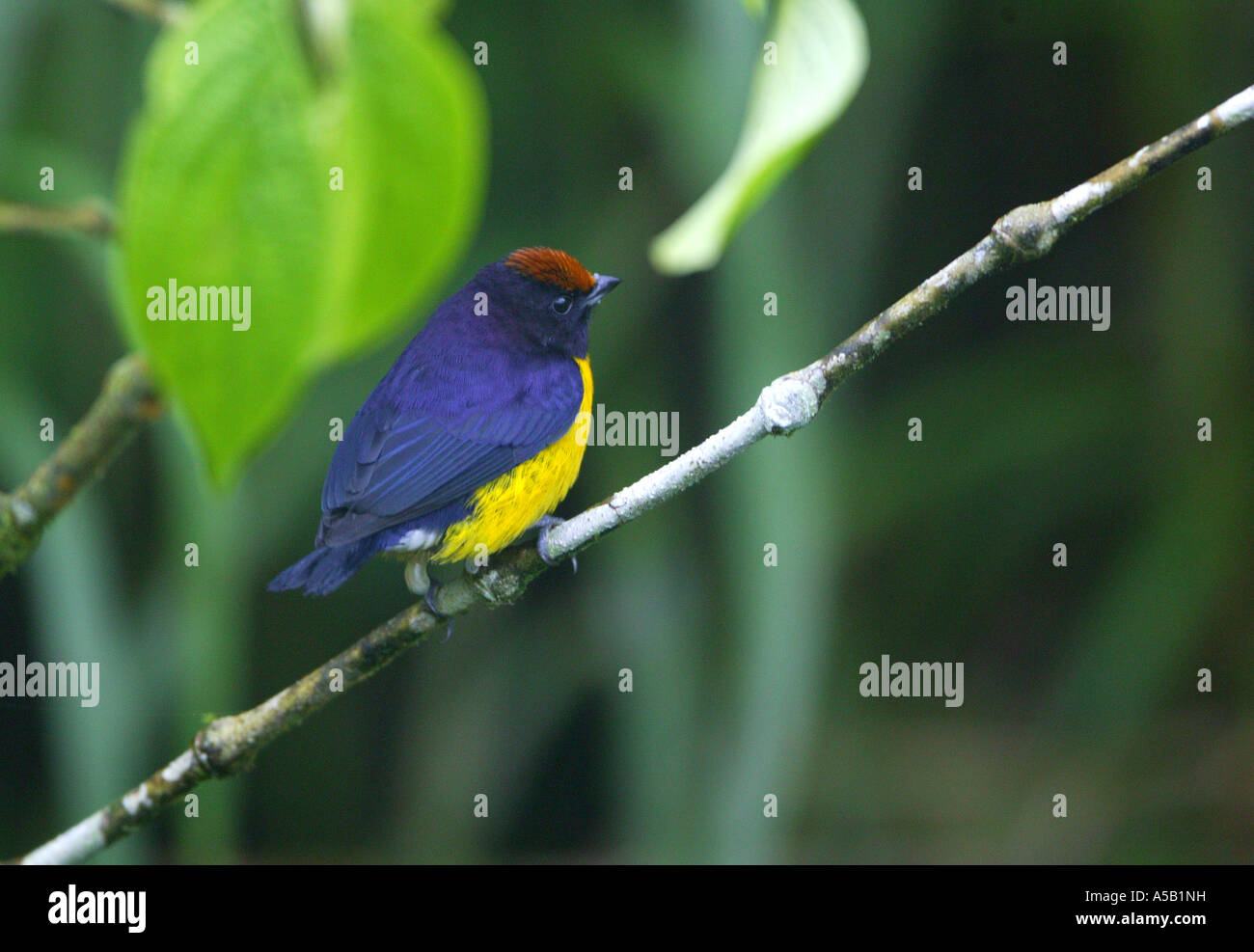 The colorful bird Tawny-capped Euphonia, Euphonia anneae, in Cerro Gaital natural monument, Cordillera Central, Cocle province, Republic of Panama. Stock Photo