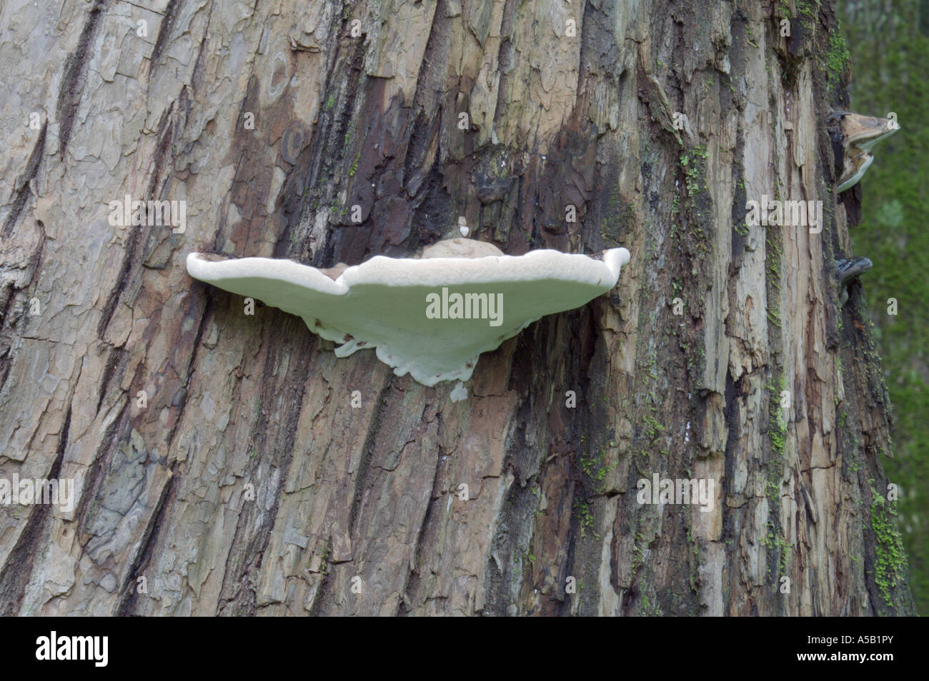 Artist's Conk fungus (Ganoderma applanatum) on Chosenia arbutifolia ...