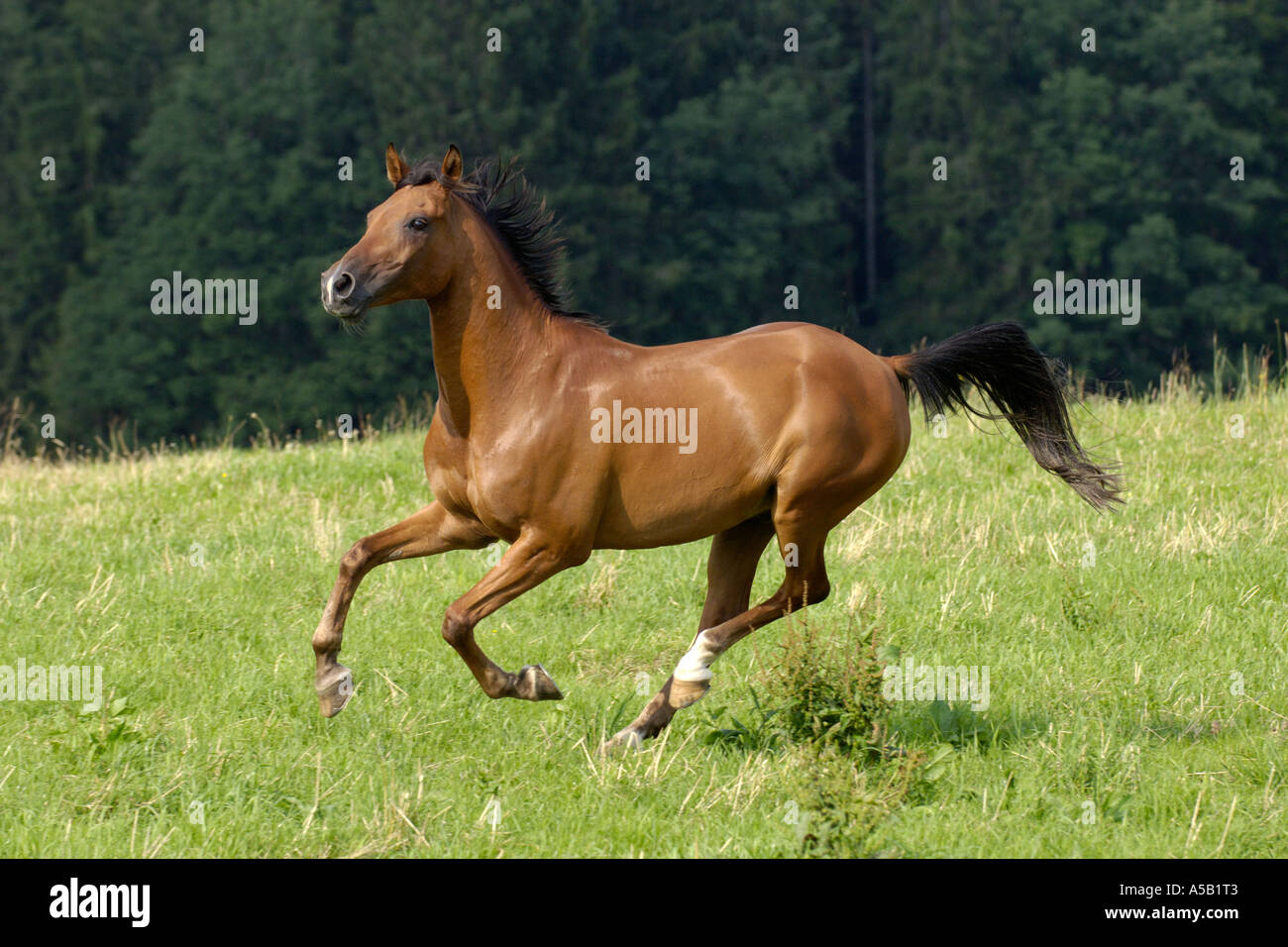 Arabian horse galloping Stock Photo