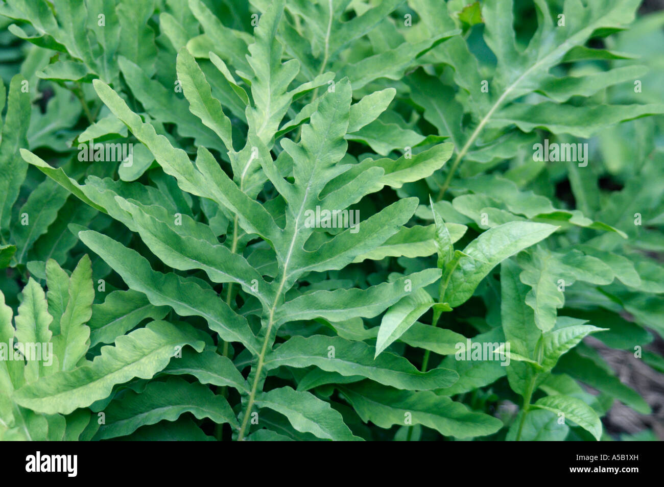 Sensitive fern (Onoclea sensibilis). Stock Photo