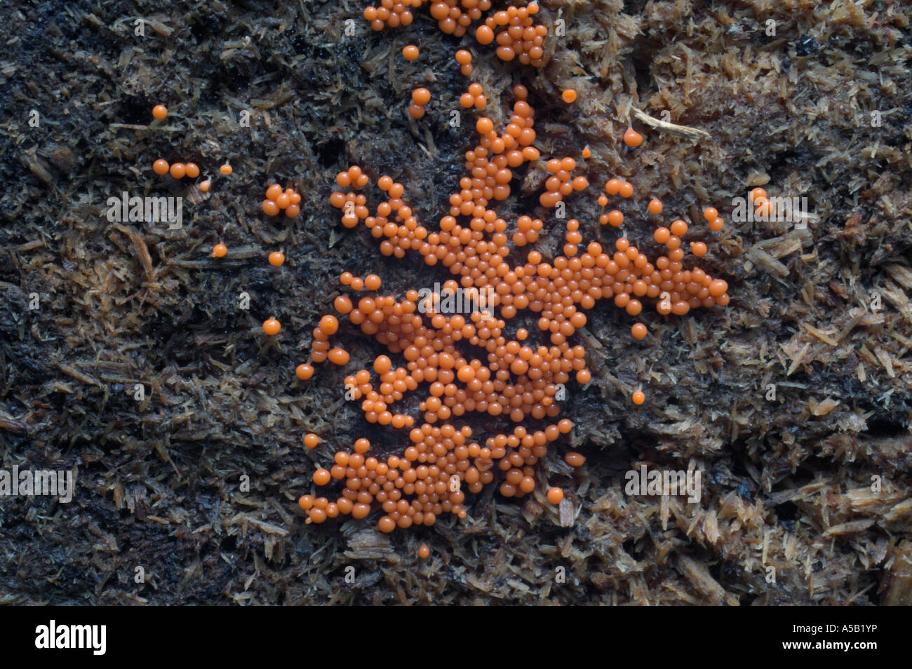 Slime mould (Trichia botrytis). Stock Photo