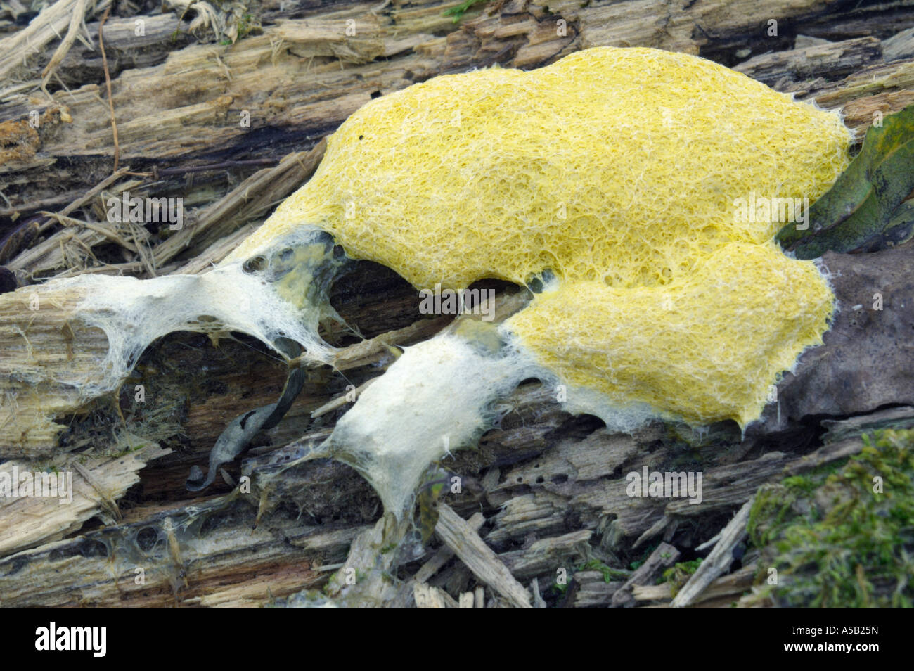 Dog vomit slime mould (Fuligo septica Stock Photo Alamy