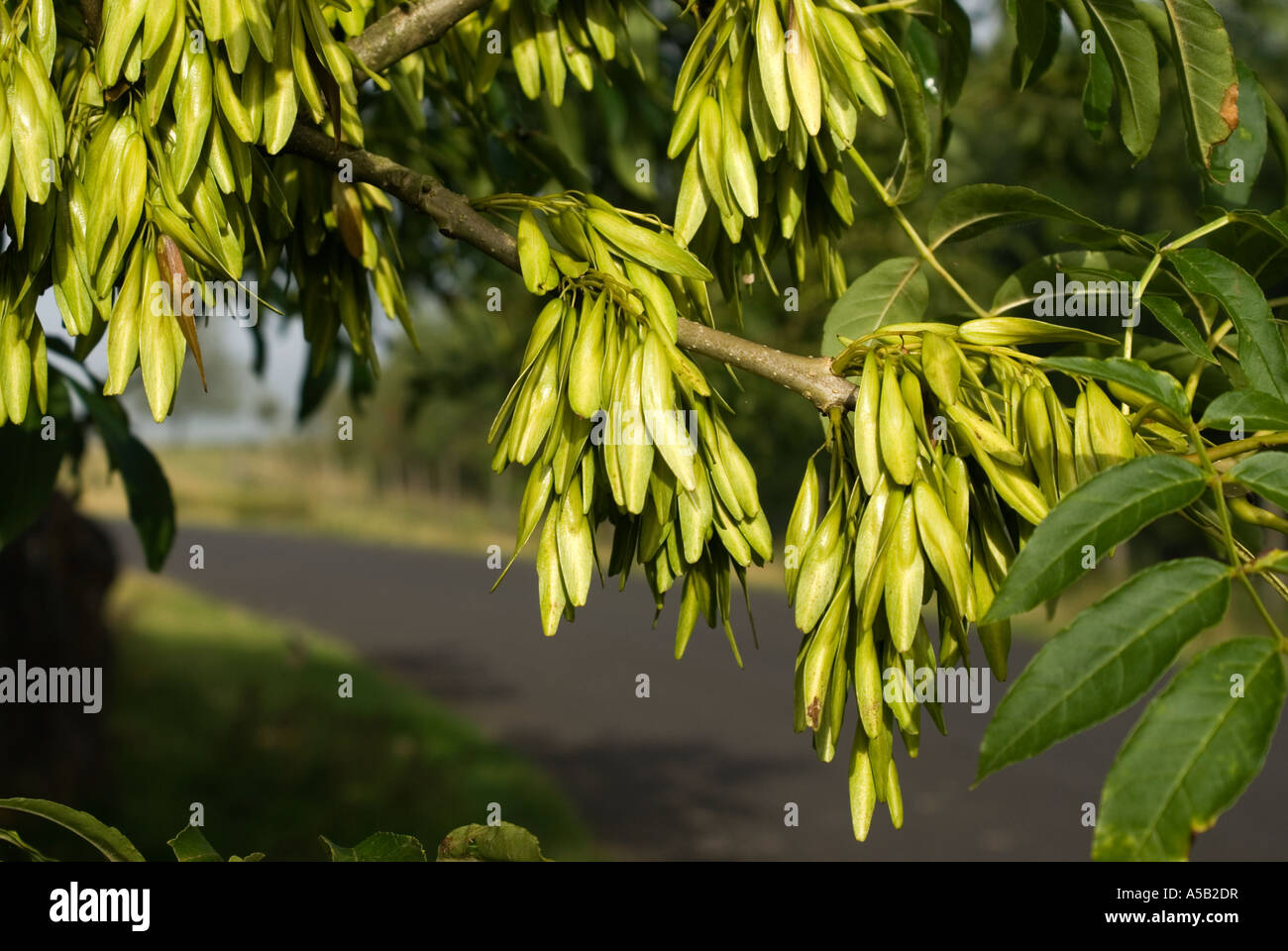 Ash keys hires stock photography and images Alamy