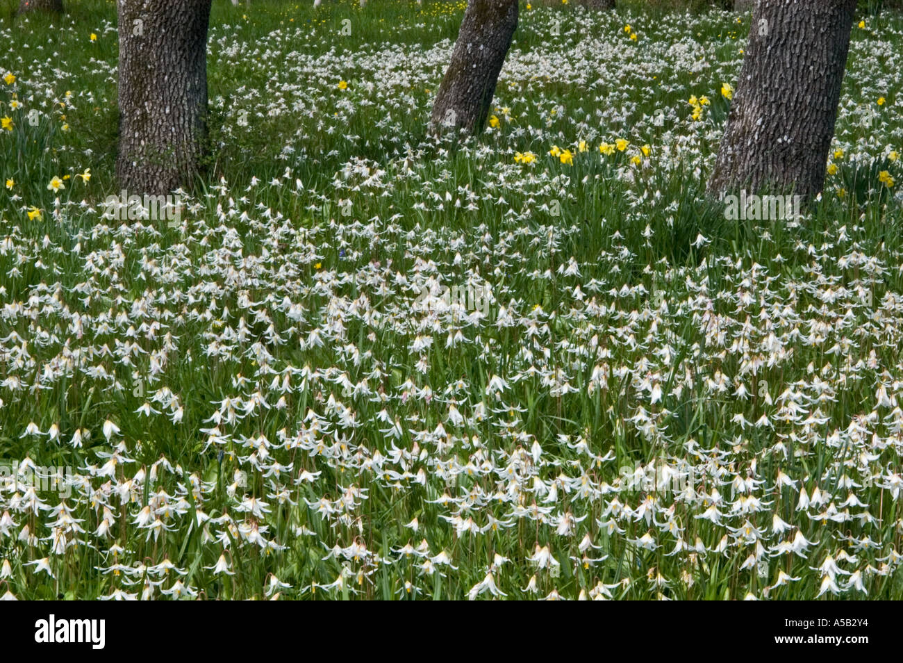 White fawn lilies (Erythronium oregonum) and daffodils, Beacon Hill