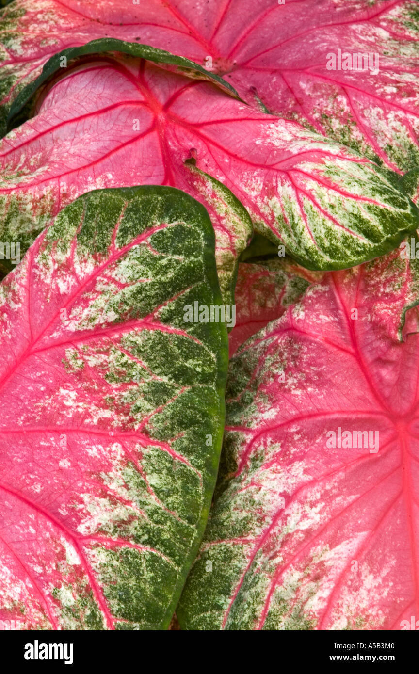 Angel wing (Caladium lindenii) Detail leaves, Victoria Butterfly Garden, British Columbia, Canada Stock Photo