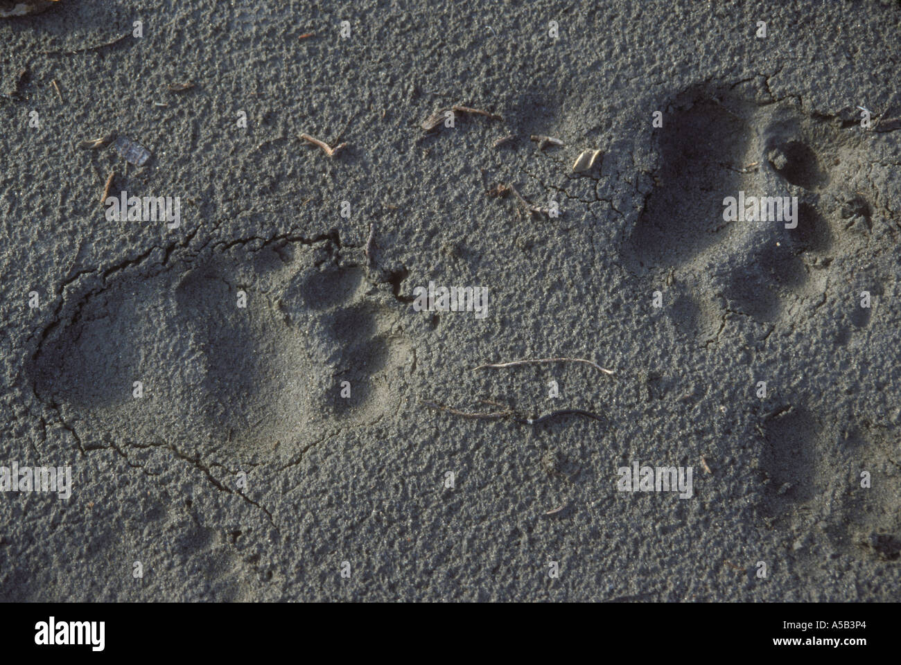 Bear tracks in mud hi-res stock photography and images - Alamy