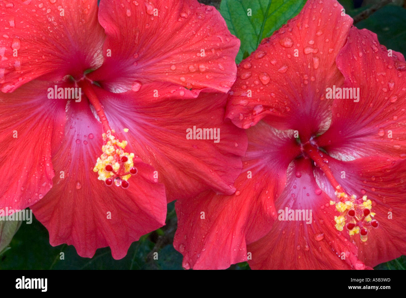 Hibiscus spp. Detail flower parts with raindrops. Boynton Beach FL Stock Photo