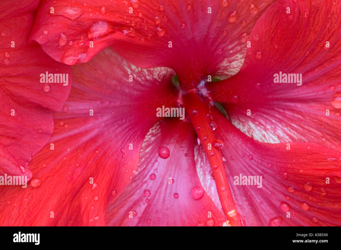 Hibiscus spp. Detail flower parts with raindrops. Boynton Beach FL Stock Photo