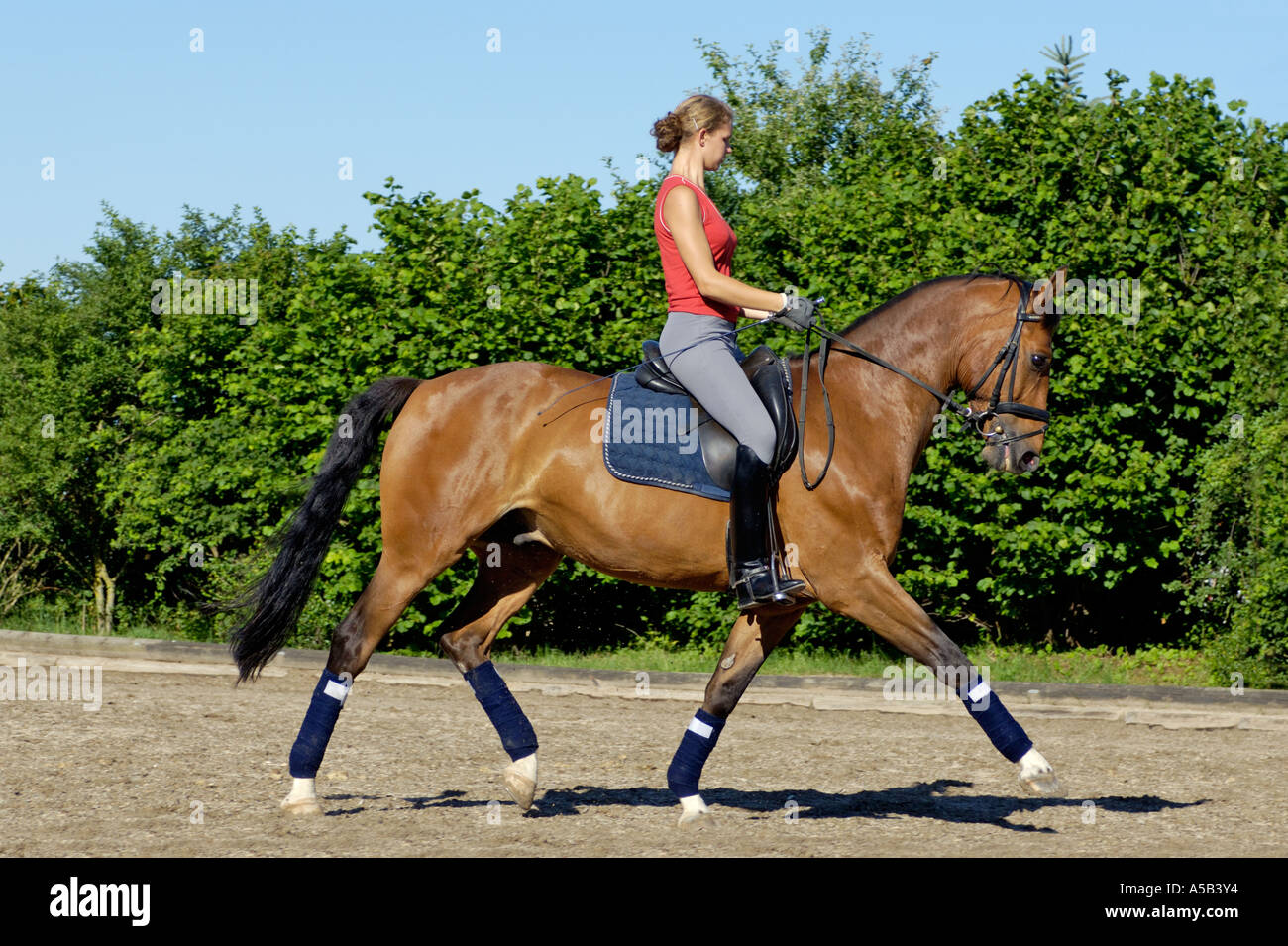 Teenage dressage rider on back of Hanoverian horse in trot Stock Photo
