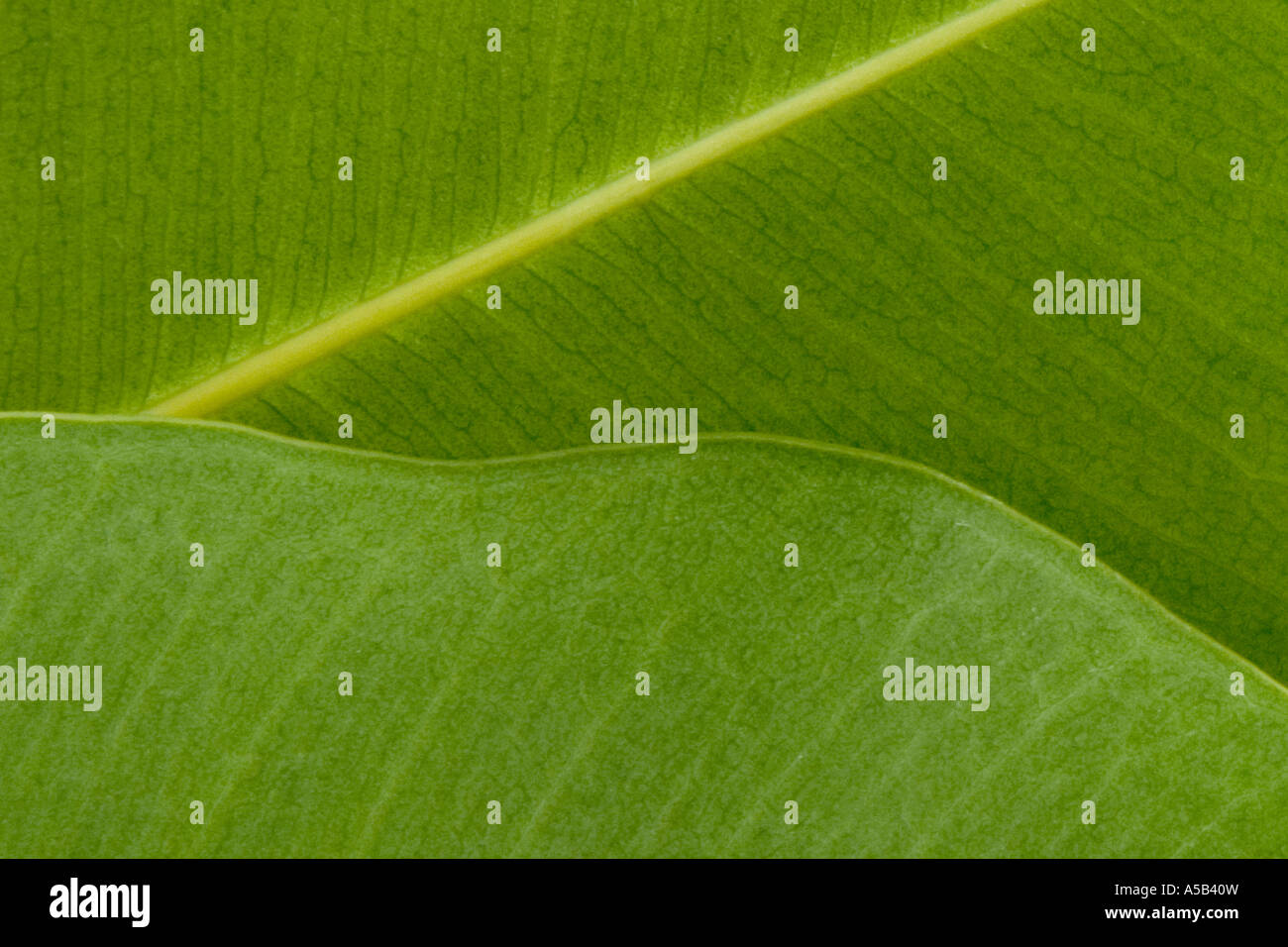 Close up of green leaf Stock Photo - Alamy