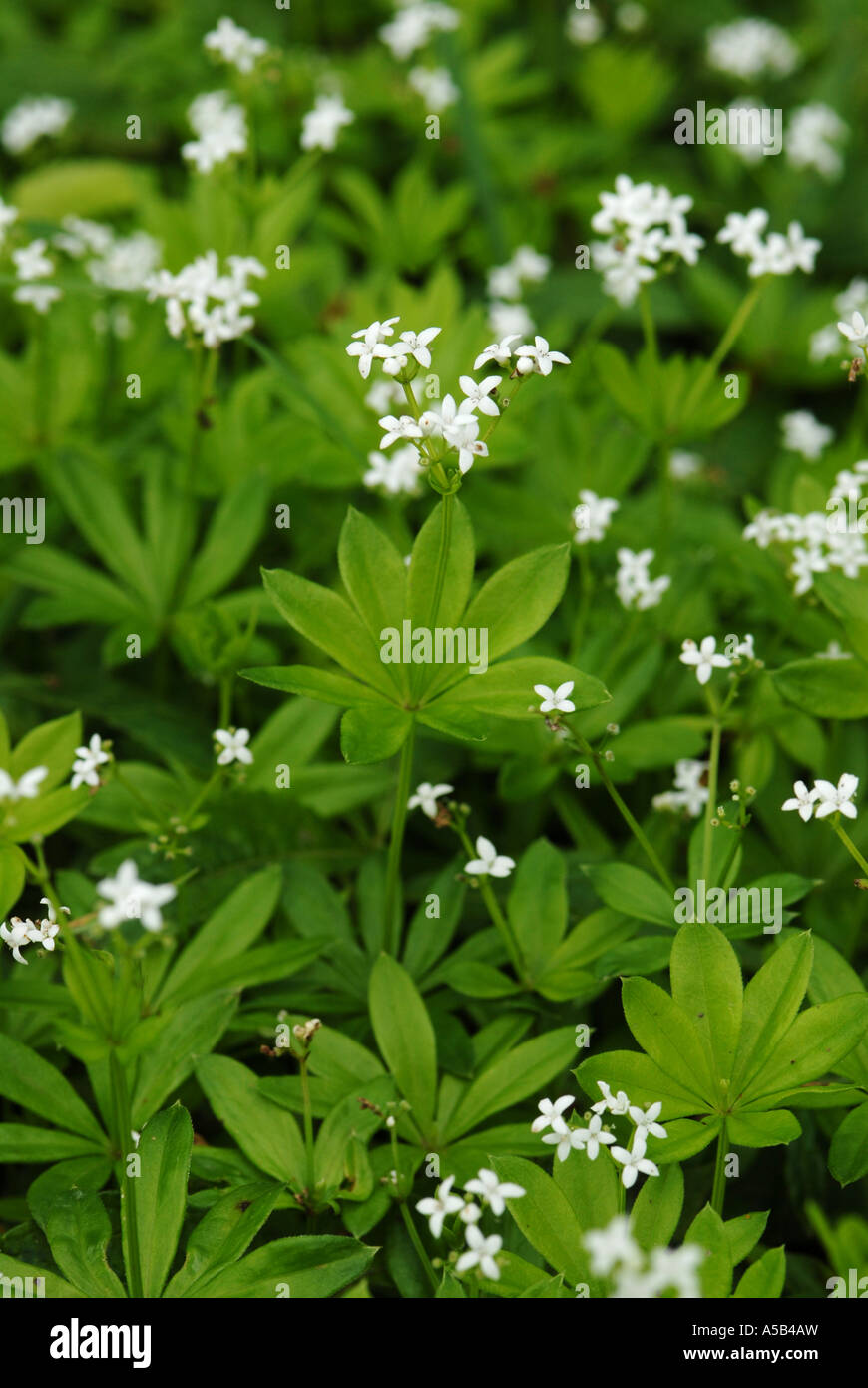 Woodruff flowers and leaves Stock Photo