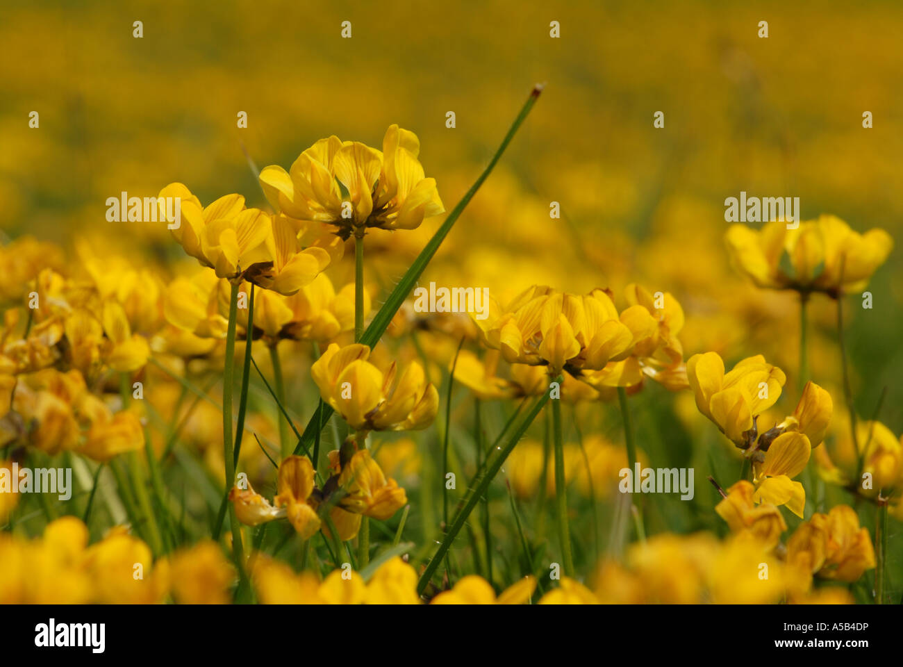 Stunning display of Birds-foot trefoil Stock Photo