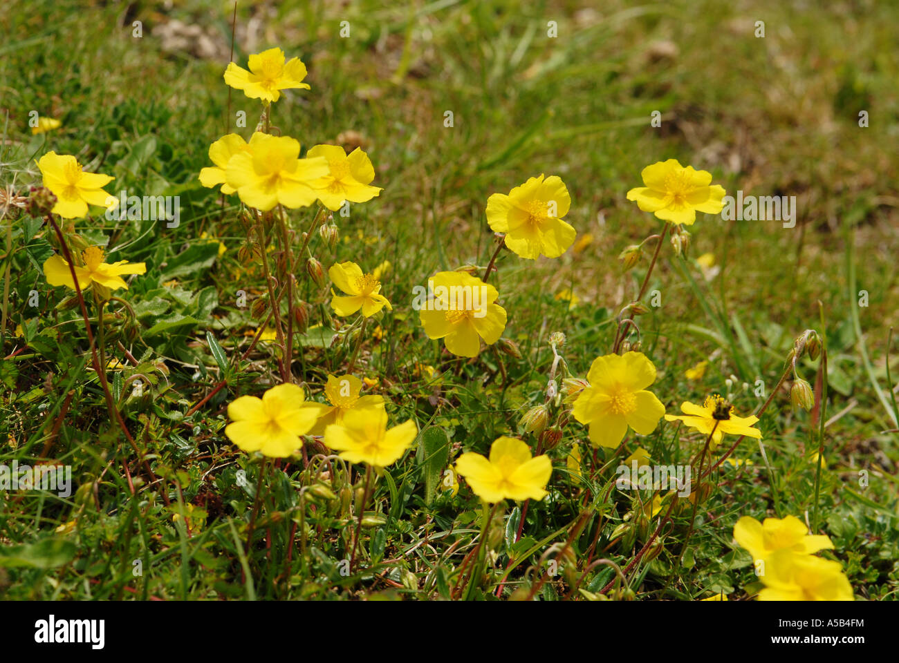 Common Rock-Rose flowering in natural grassland habitat Stock Photo