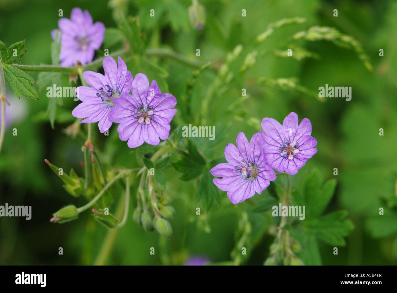 Hedgerow Cranesbill a close up on the tiny flowers Stock Photo