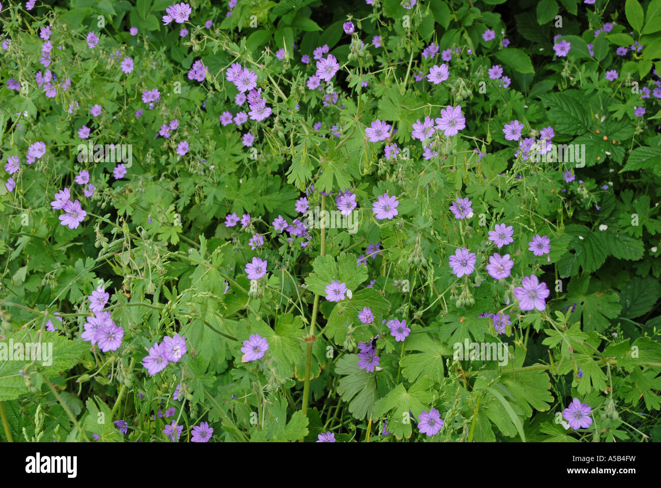 Hedgerow Cranesbill a profusion growing in a hedge Stock Photo