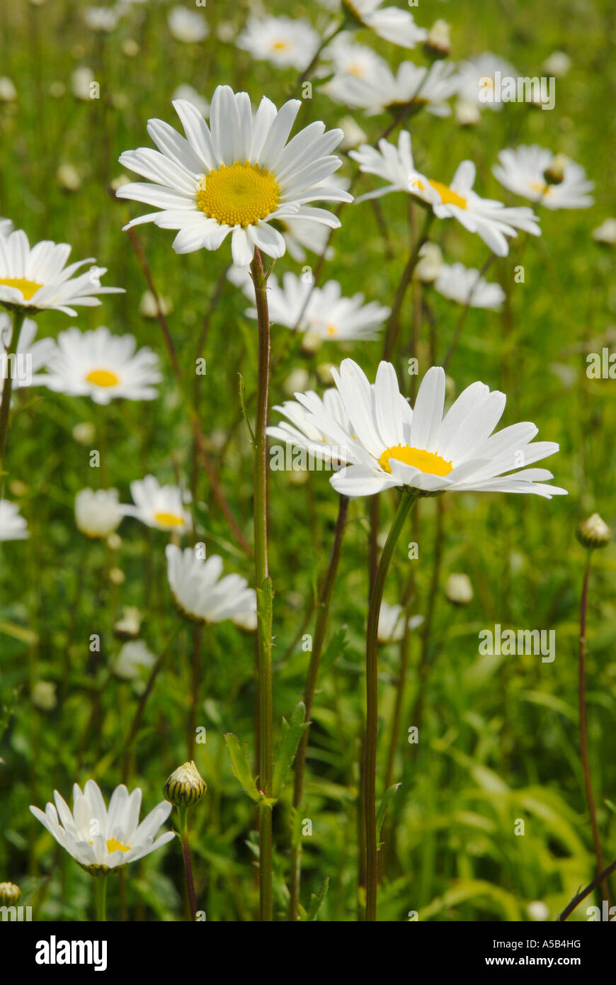 A mass of Ox-eye Daisies in close up Stock Photo