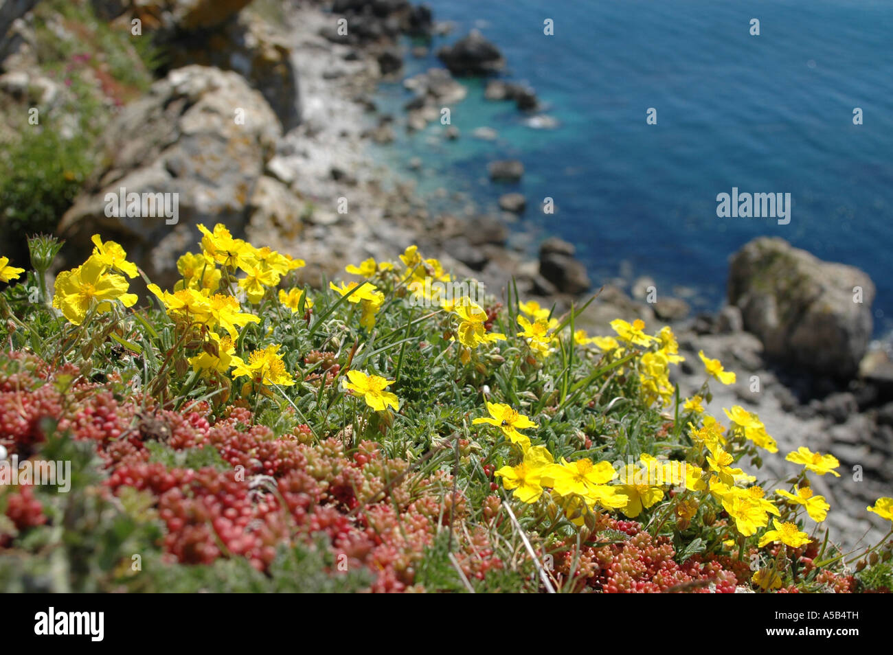 Common Rock-Rose flowers overlooking the sea Stock Photo