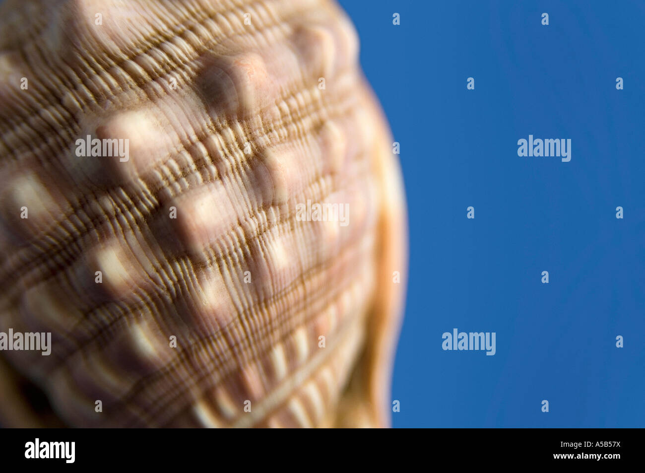 Shell balance hi-res stock photography and images - Alamy