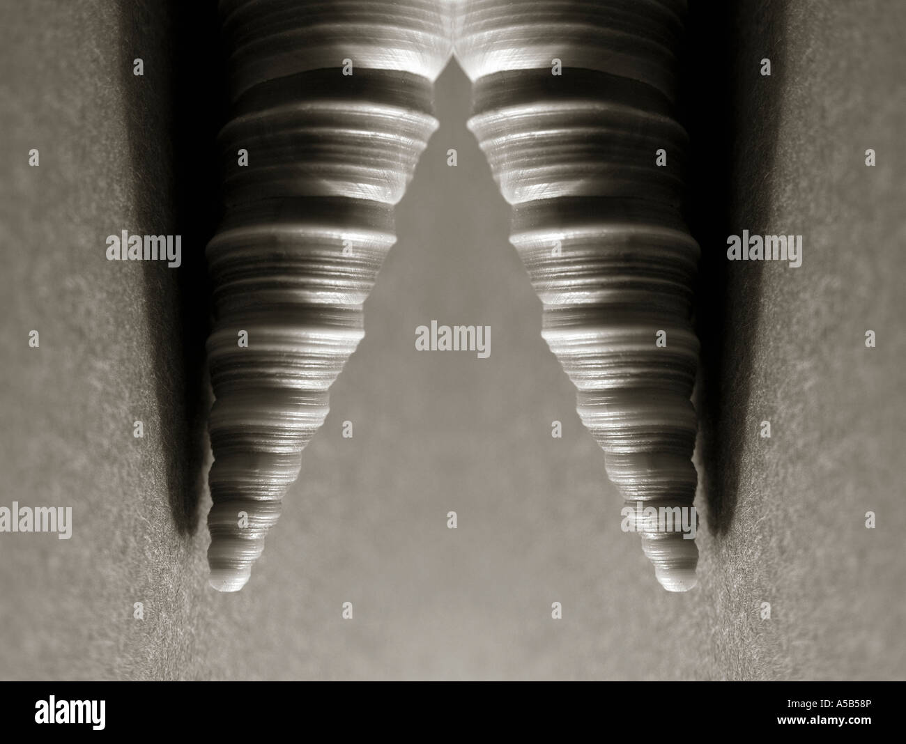 Symmetrical shell hi-res stock photography and images - Alamy