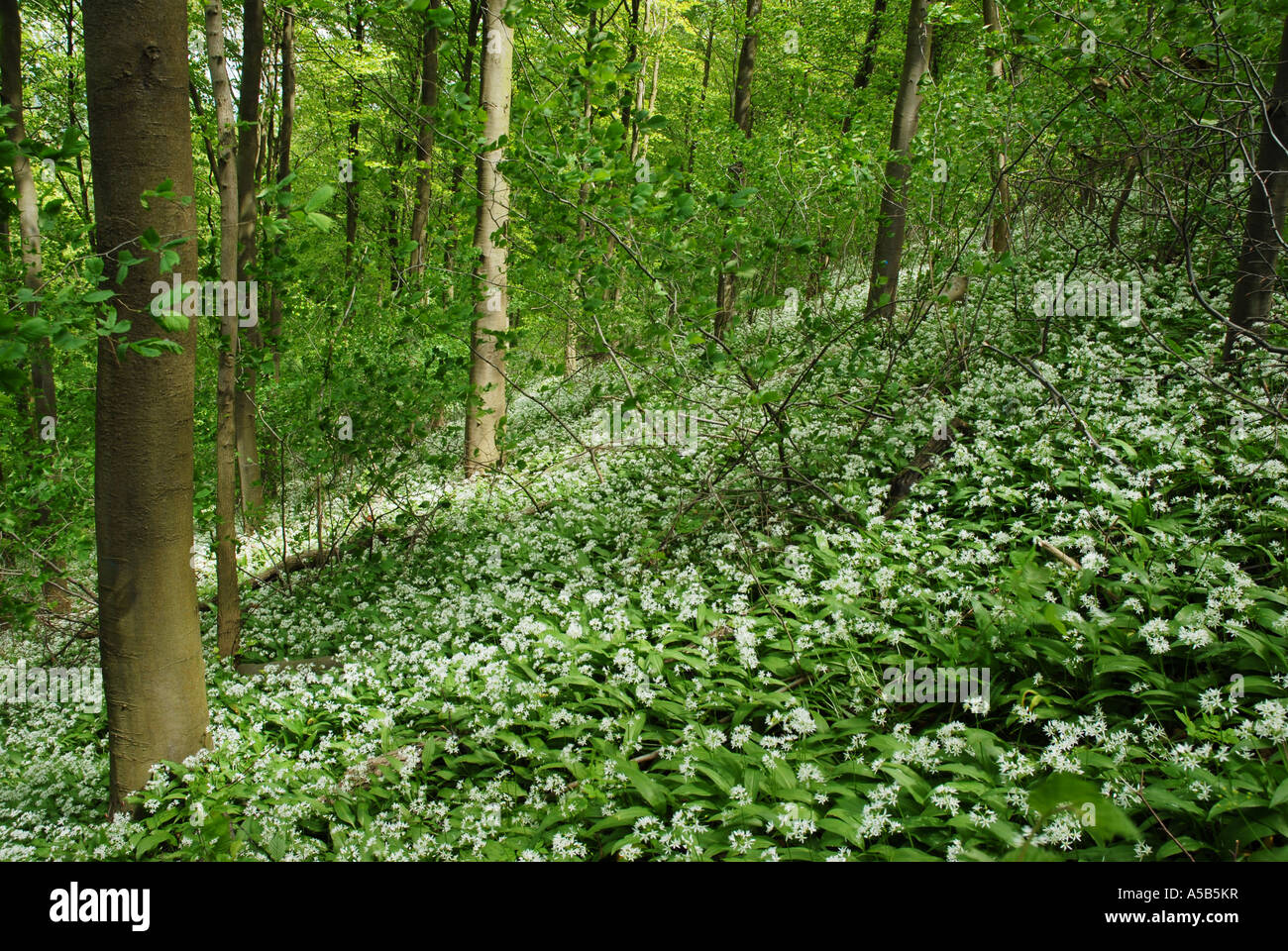 Ramsons or Wild Garlic growing on wooded hillside Stock Photo