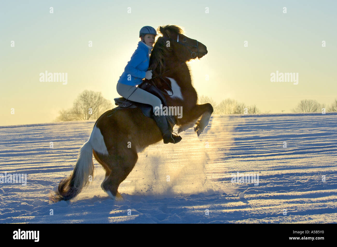 Young rider on a rearing 'Icelandic horse' in winter at sunset Stock Photo