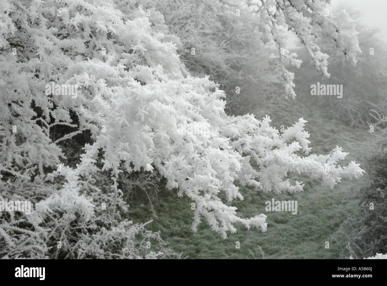 Frost covering every twig Stock Photo Alamy
