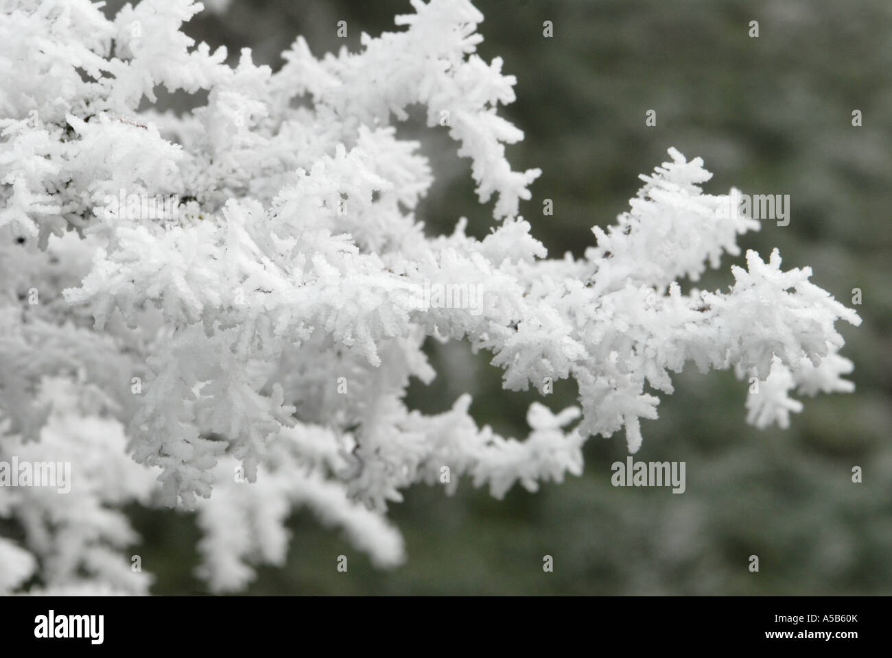 Frost covering every twig Stock Photo Alamy