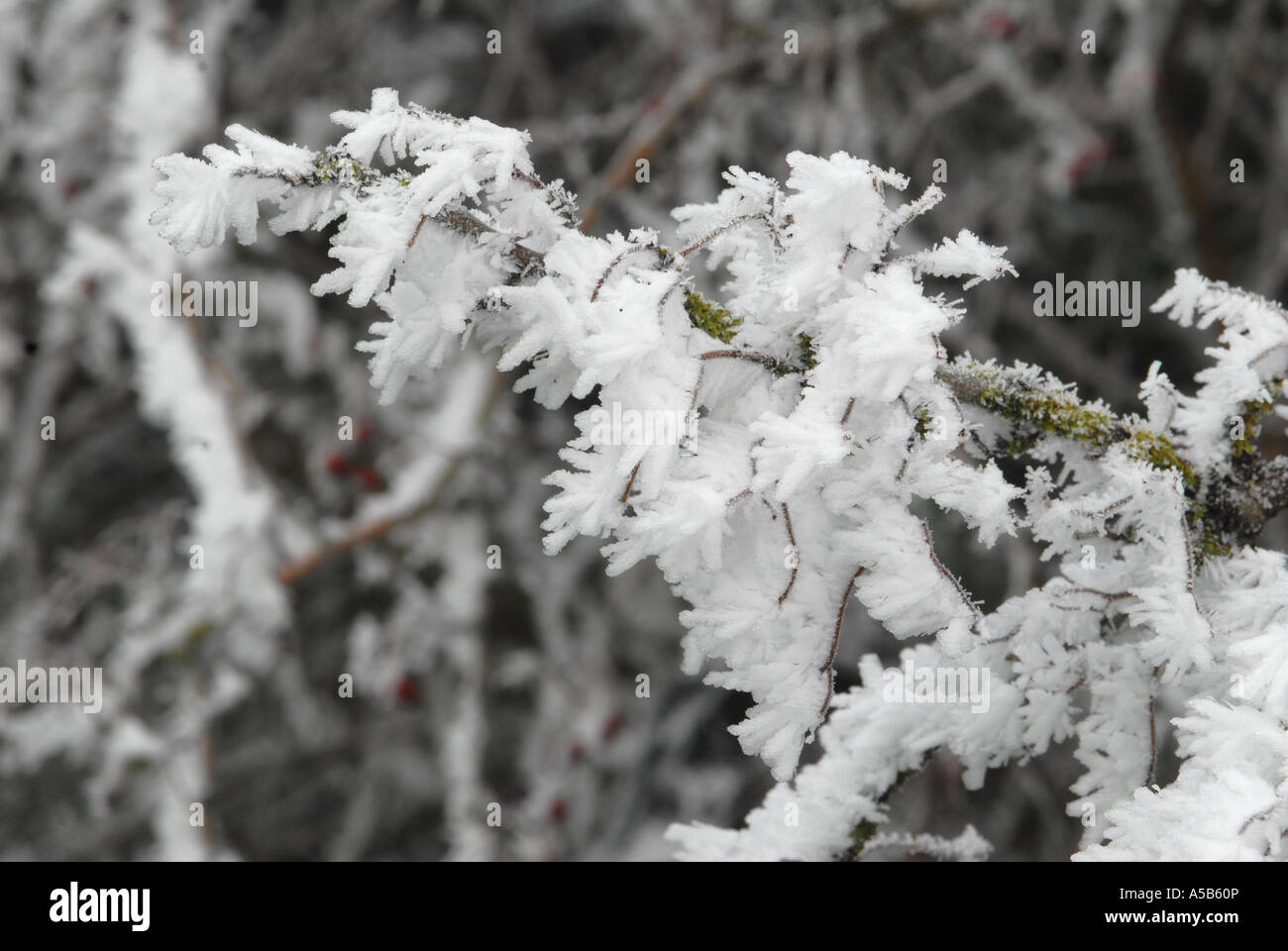 Frost covering every twig Stock Photo Alamy