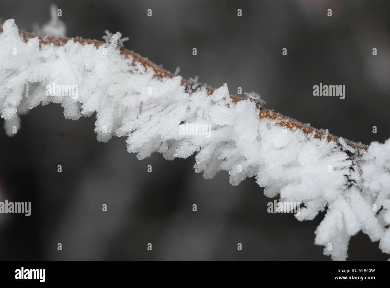 Frost covering every twig Stock Photo Alamy
