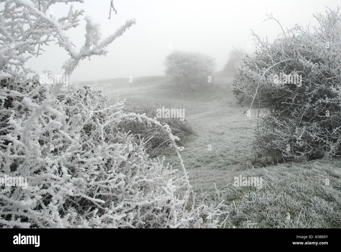 Frost covering every twig Stock Photo Alamy