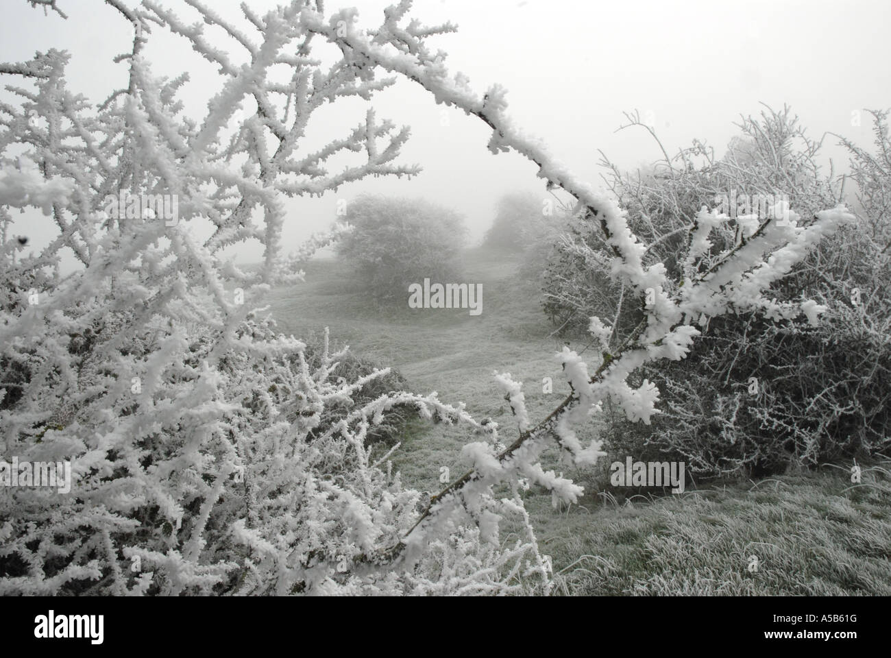 Frost covering every twig Stock Photo Alamy