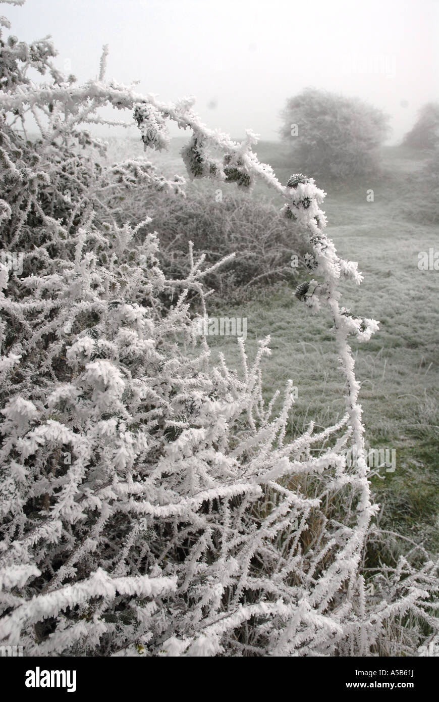 Frost covering every twig Stock Photo Alamy