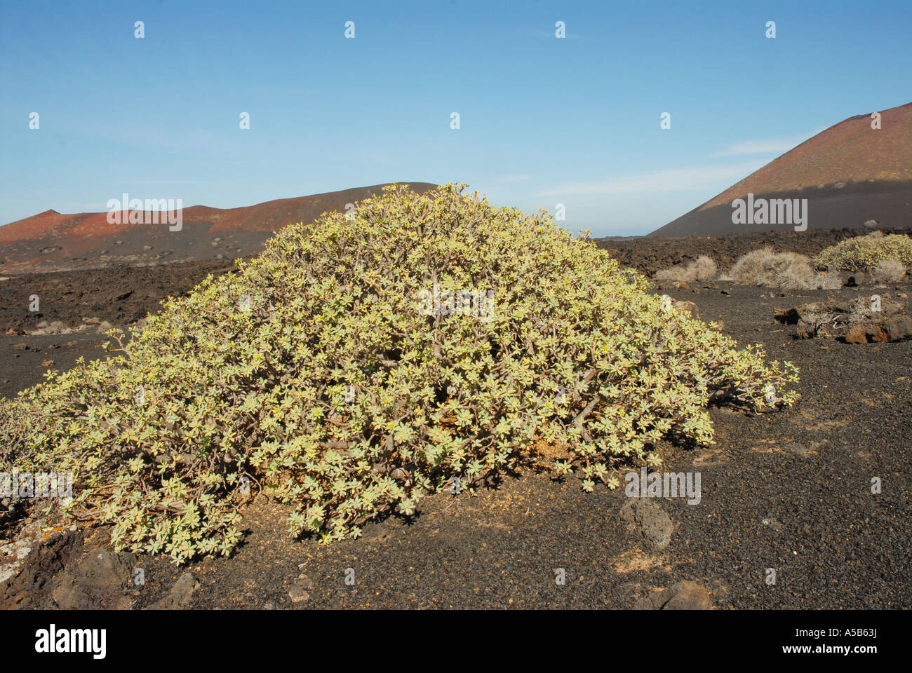 A Euphorbia bush growing in volcanic ash on Lanzarote Island Stock Photo
