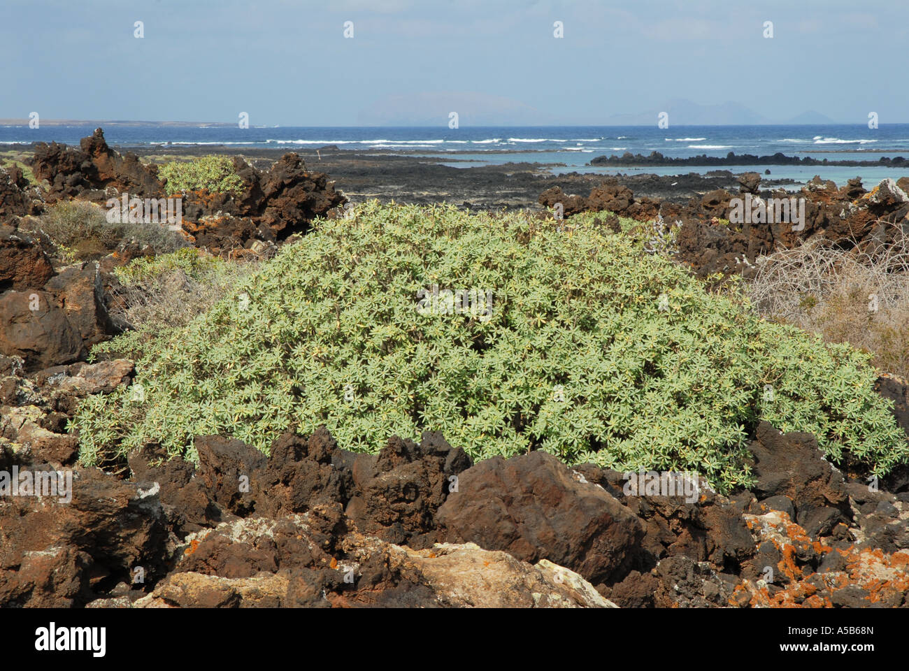 A Euphorbia bush growing in volcanic rock on Lanzarote Island coast Stock Photo