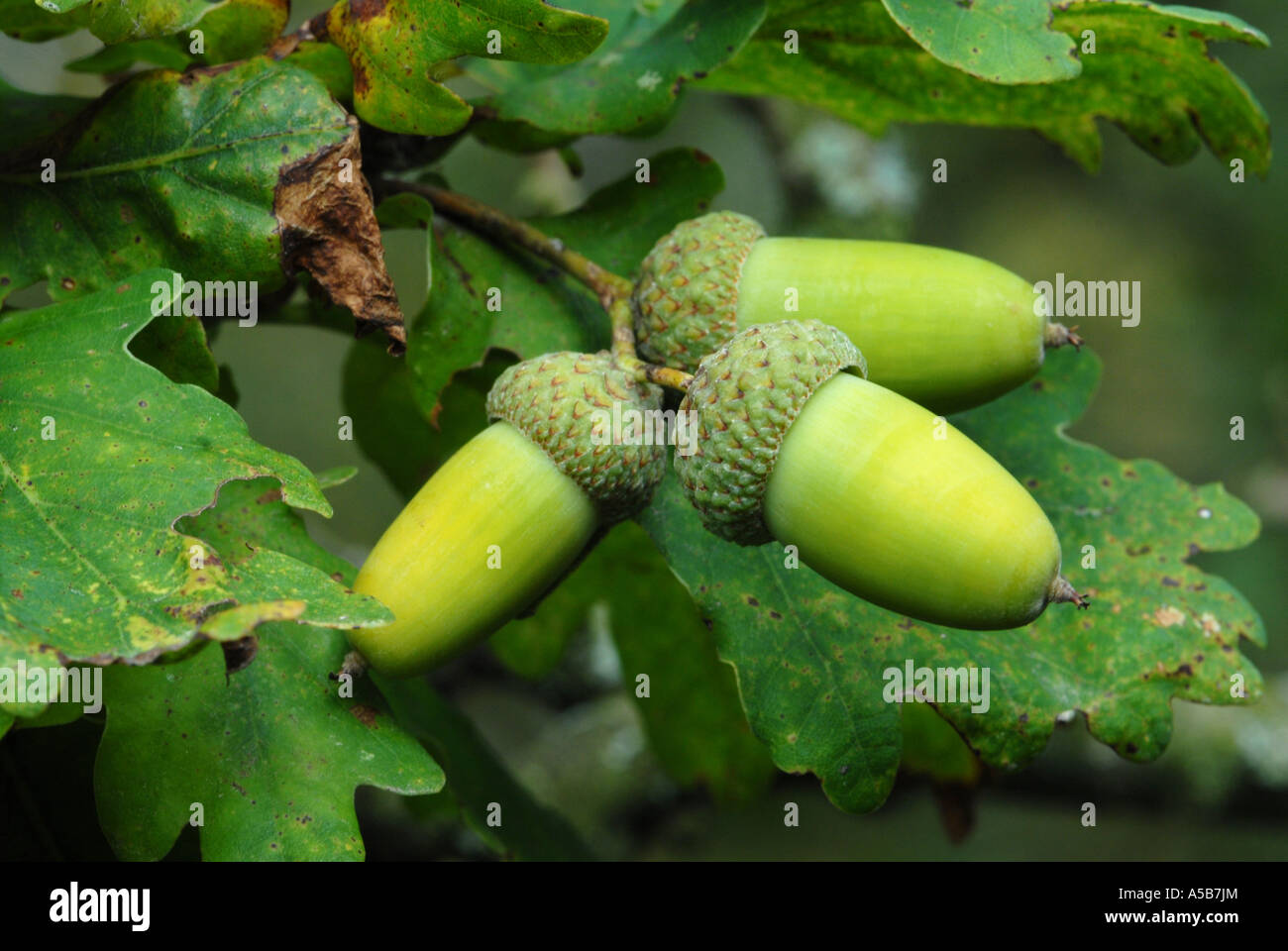 Potential oak tree hi-res stock photography and images - Alamy