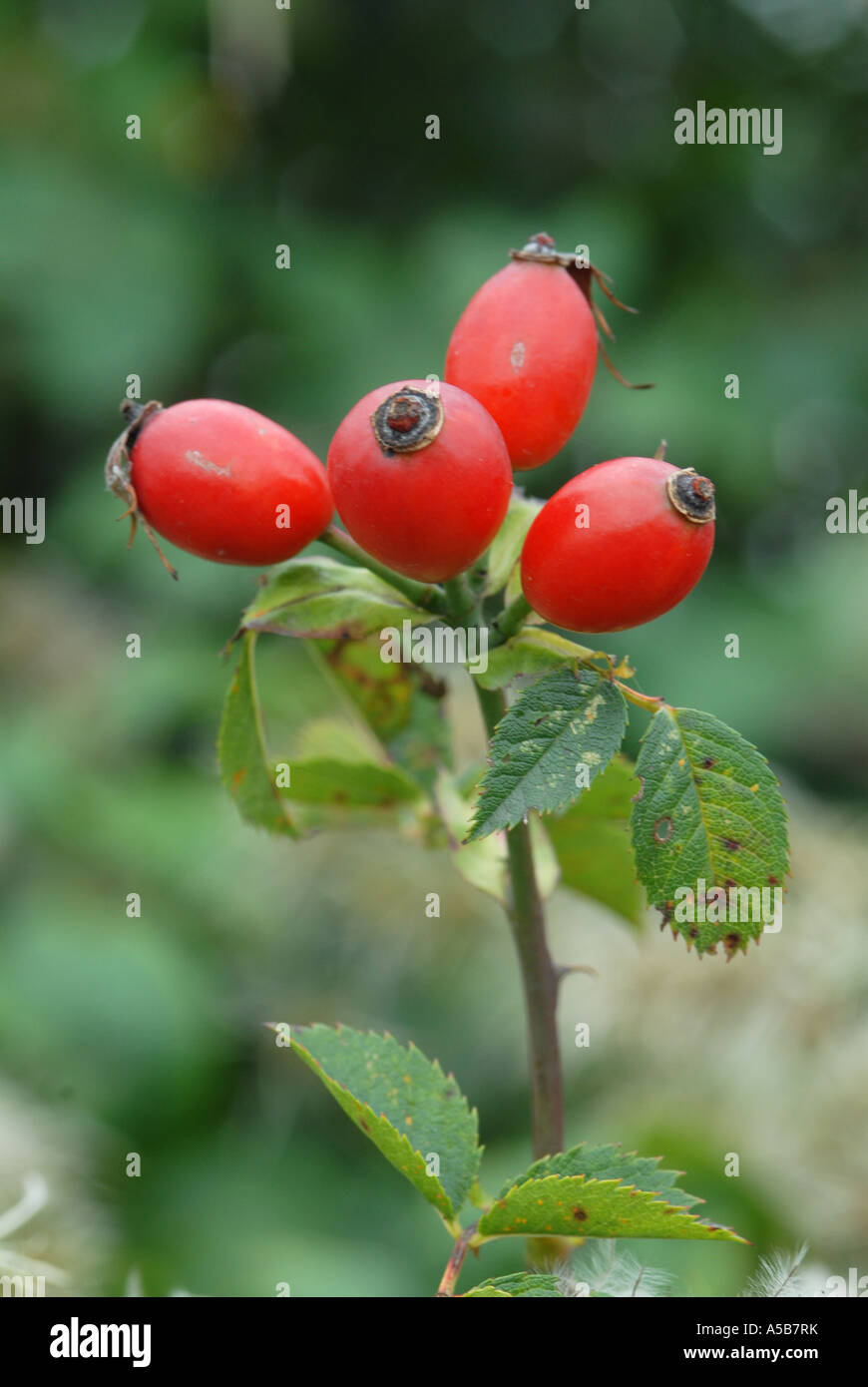 Rose hips a natural harvest Stock Photo Alamy