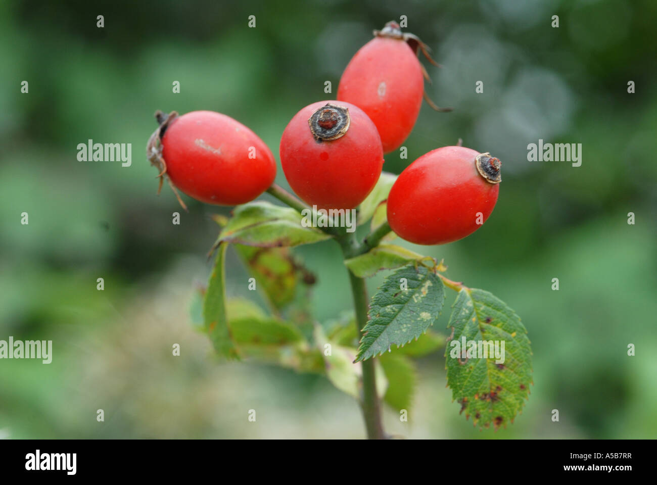 Rose hips a natural harvest Stock Photo Alamy