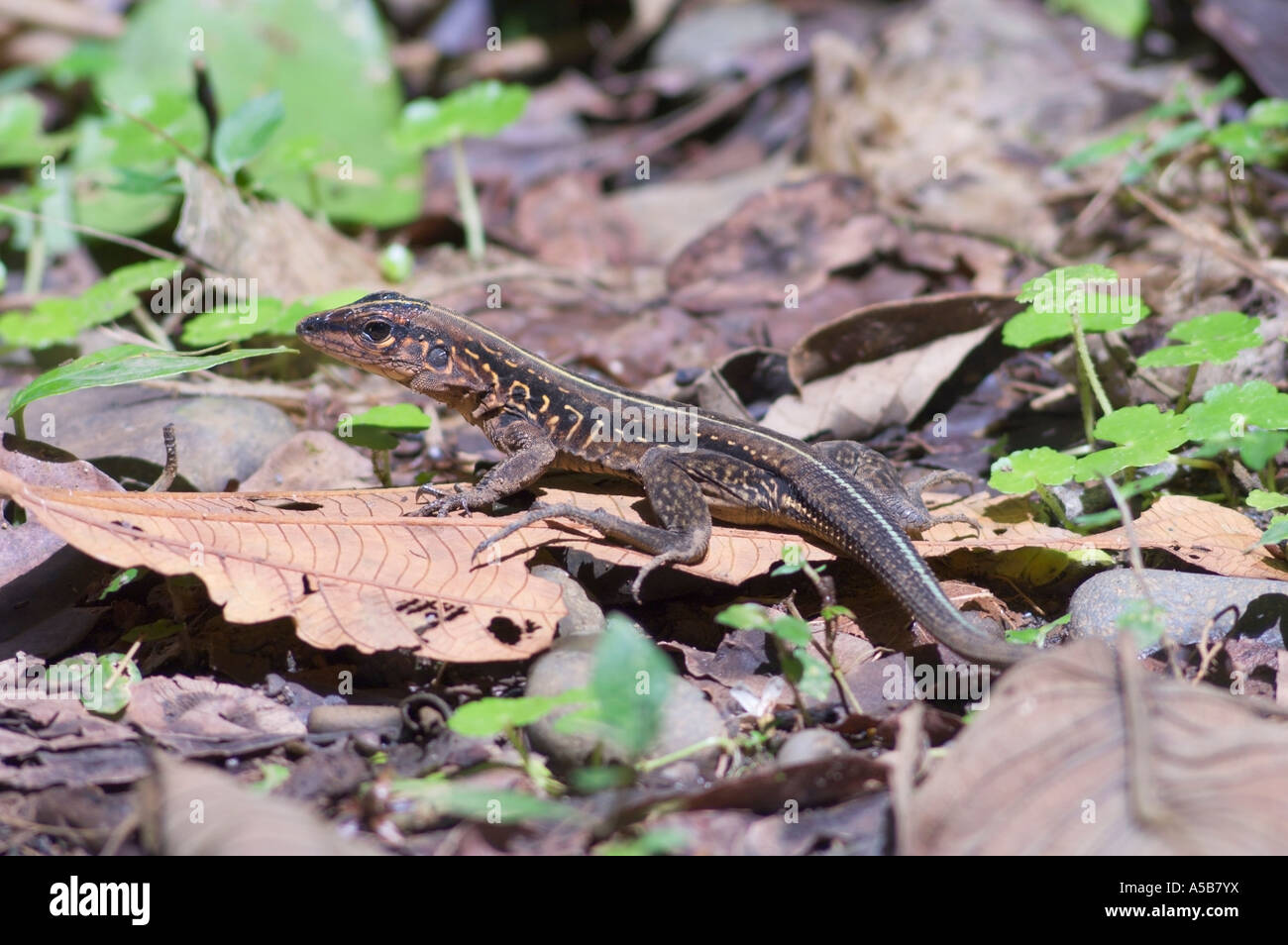 Jungle Racer lizard Ameiva festiva juvenile Stock Photo - Alamy