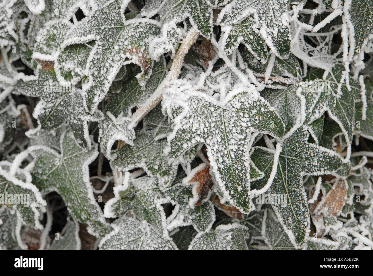 Frost covered Ivy leaves Stock Photo Alamy