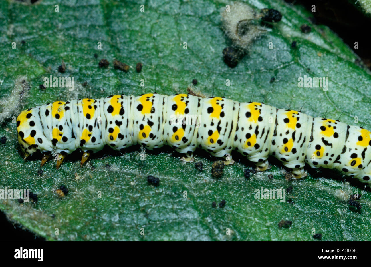 Mullein Moth Caterpillar on Mullein Plant (Cucullia verbasci) in the uk Stock Photo Alamy