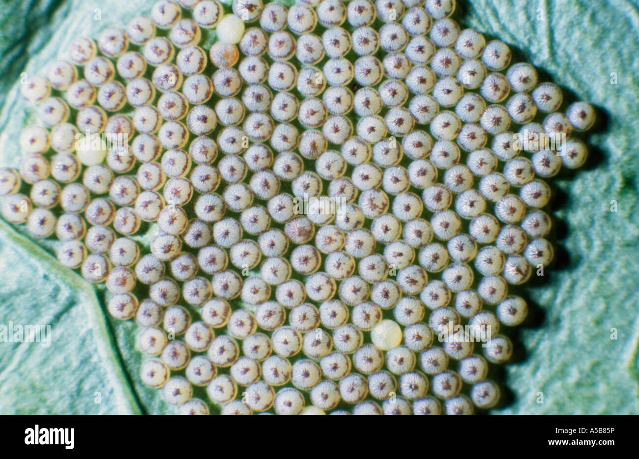 Large White Butterfly Eggs (Pieris brassicae) in the uk Stock Photo Alamy