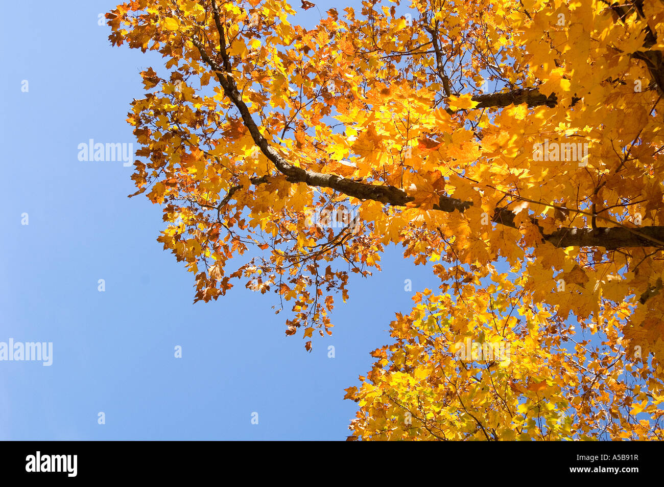 Golden fall leaves against azure blue sky Stock Photo - Alamy
