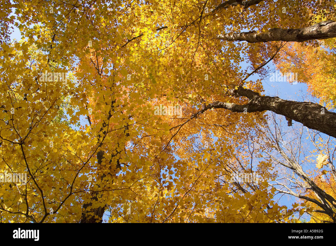 Golden fall foliage Stock Photo - Alamy