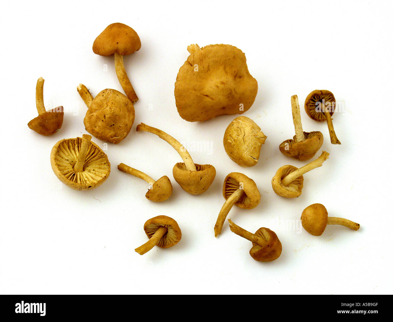 Fairy ring mushrooms Marasmius oreades Stock Photo